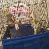 دو عدد عروس هلندی