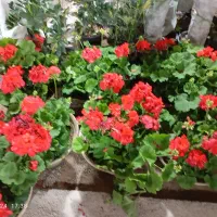 مغازه-سوپری-واگذار-میشود