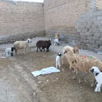 بره نر و ماده گوسفند بز|حیوانات مزرعه|شوش, |دیوار