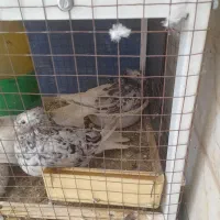 هفرنگ دمسفید