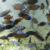 گوپی آکواریوم سیچیلاید آروانا پلنت گلدفیش بچه مولی|ماهی|رباطکریم, رباطکریم|دیوار