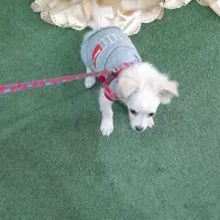 فروش سگ|سگ|شوشتر, |دیوار