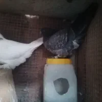 یه جفت مفلق کاشونی