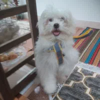 سگ شیتزو مالتیز