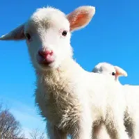 نیازمند چوپان عشایری همراه با خانواده(بومی اردبیل)