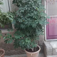 گل های طبیعی سالم و خوش سر حال|گل و گیاه طبیعی|بناب, |دیوار