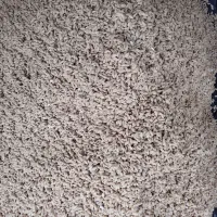 تخم نارنج شسته شده