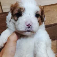 پنج عدد توله ناز خوشگل