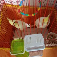 فروش عروس هلنذی