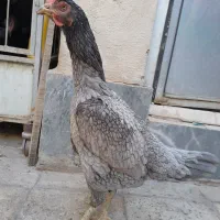 مرغ لاری طوسی