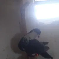 کفتر سوراخ