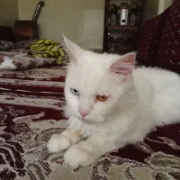 گربه اسکاتیش  چشم۶ها عسلی  ابی