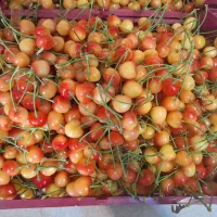 گیلاس شیشه ای و البالو مجاری