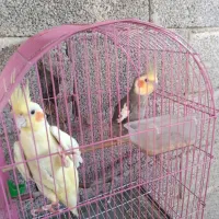 عروس هلندی|پرنده|سیمین شهر, |دیوار