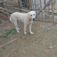 سگ گوسفندی