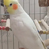 عروس هلندی نر