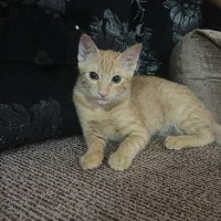 واگذاری گربه