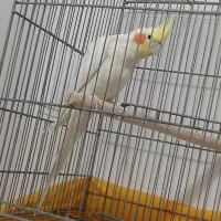 عروس هلندی نر ۱۵ ماهه|پرنده|قم, دروازه چوبی|دیوار