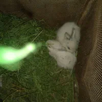 خرگوش