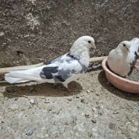 تیکه پار نطفه دار عالی