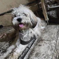 سگ فروشی|سگ|دزفول, |دیوار