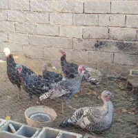 بوقلمون جوان نژاد خوب