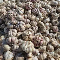 سیر خشک همدان درجه 1 کیلو 100