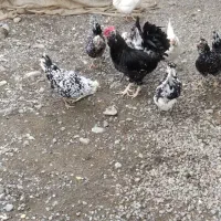 مرغ گلین چهل تاج ریشی فول