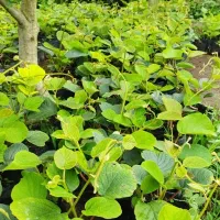 فروش نهال کیوی هایوارد طلایی یک ساله