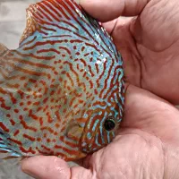 فروش ویژه ماهی دیسکس|ماهی|مشهد, خلق آباد سفلی|دیوار