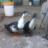 اردک نر و ماده