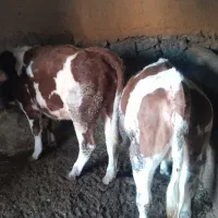 فروش دو عدد گوساله سمینتال اصل