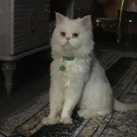 گربه پرشین ساکت و خانگی