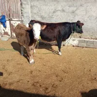 تلیسه برانسویس|حیوانات مزرعه|فیروزکوه, |دیوار