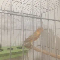 قناری مست مست