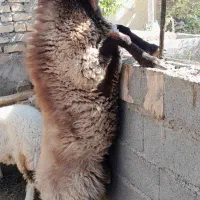 بره نر همو