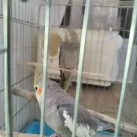 عروس هلندی