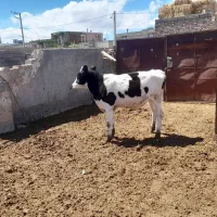 دو راس گوساله ماده هلشتاین