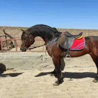 معامله اسب نریان و مادیان