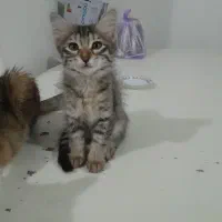 گربه ماده موبلند وزیبارایگان|گربه|رشت, یخسازی|دیوار