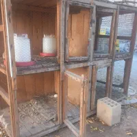 قفس کنجه جفت کن