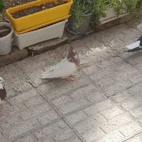 ۴ تا کفتر|پرنده|قائن, |دیوار