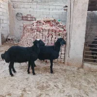 باسلام دو عدد بره نر خوب سیاه