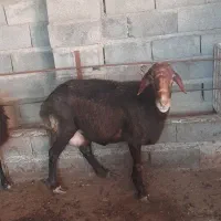 گوسفندابستنوماده