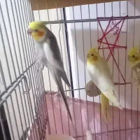 عروس هلندی جفت