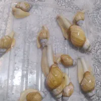 حلزون کلاژن ساز|خزنده|فشاپویه, |دیوار