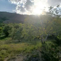 متراژ باغ ۳۰۰۰متر.متری ۲/۵میلیون تومن