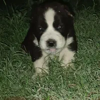 توله نر الابای وارداتی روسیه کمیاب