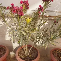 گل و نهال|گل و گیاه طبیعی|ری, فیروزآبادی|دیوار