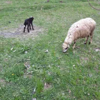 گوسفند  های سالم